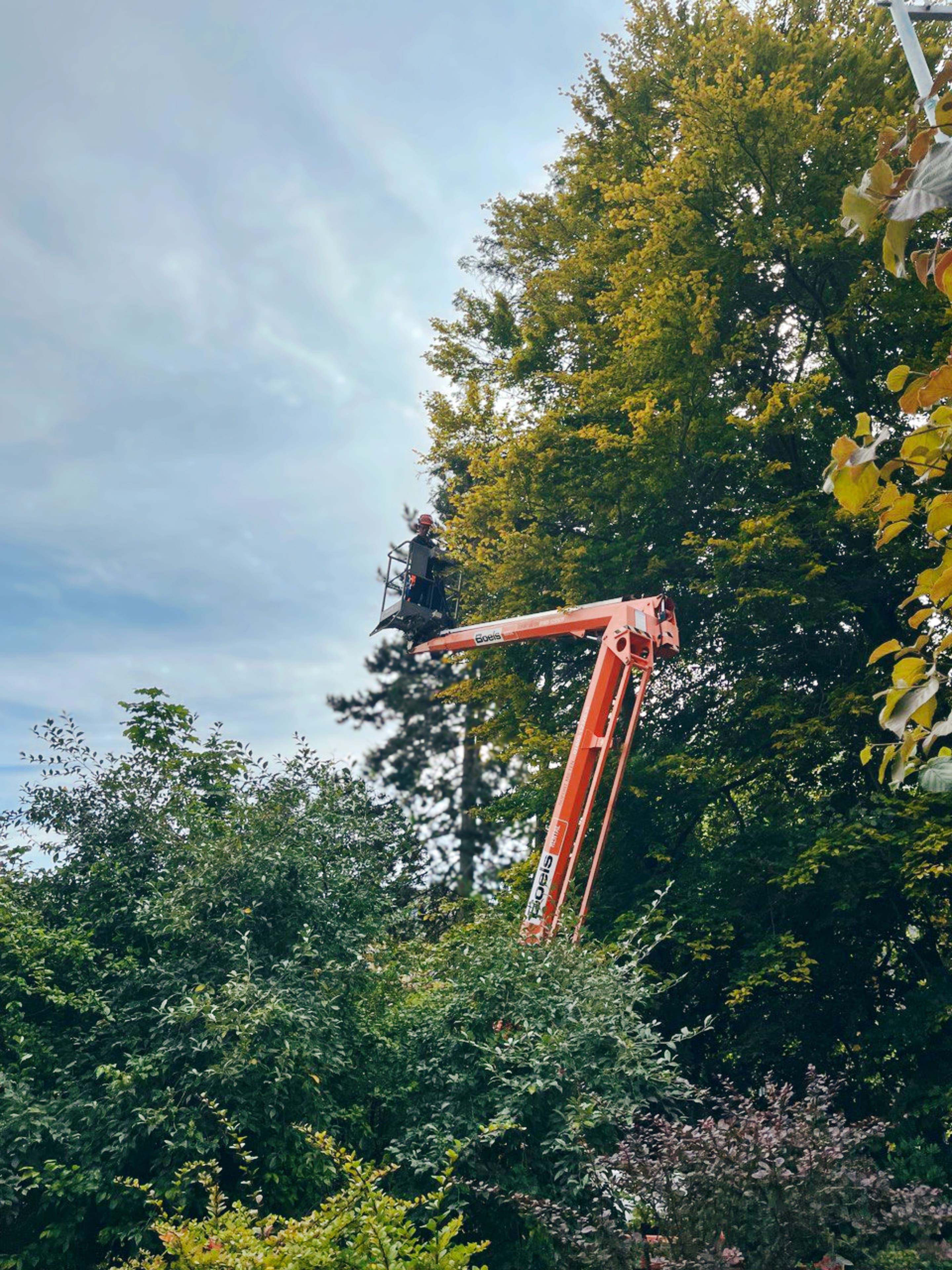 Mein Garten | Baumpflege