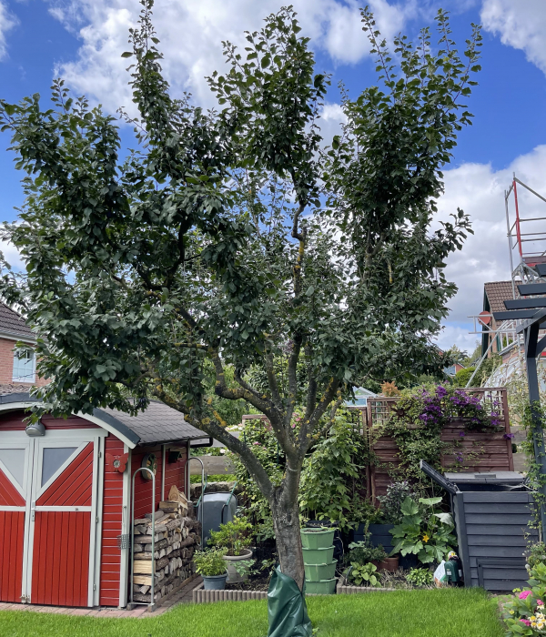 Mein Garten | Obstbaumpflege