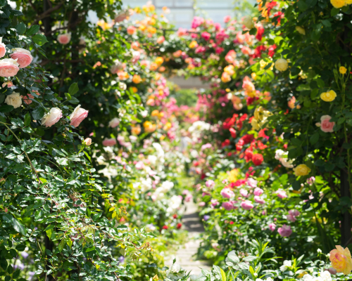 Mein Garten | Gartengestaltung Bewässerung