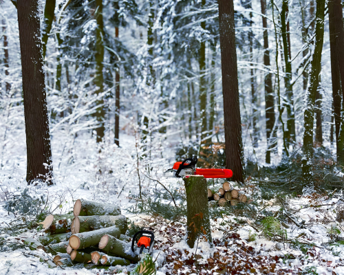 Mein Garten | Baumfällung Winter