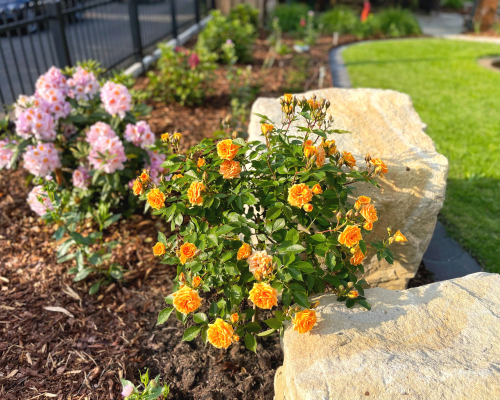 Mein Garten | Gartengestaltung Blumen